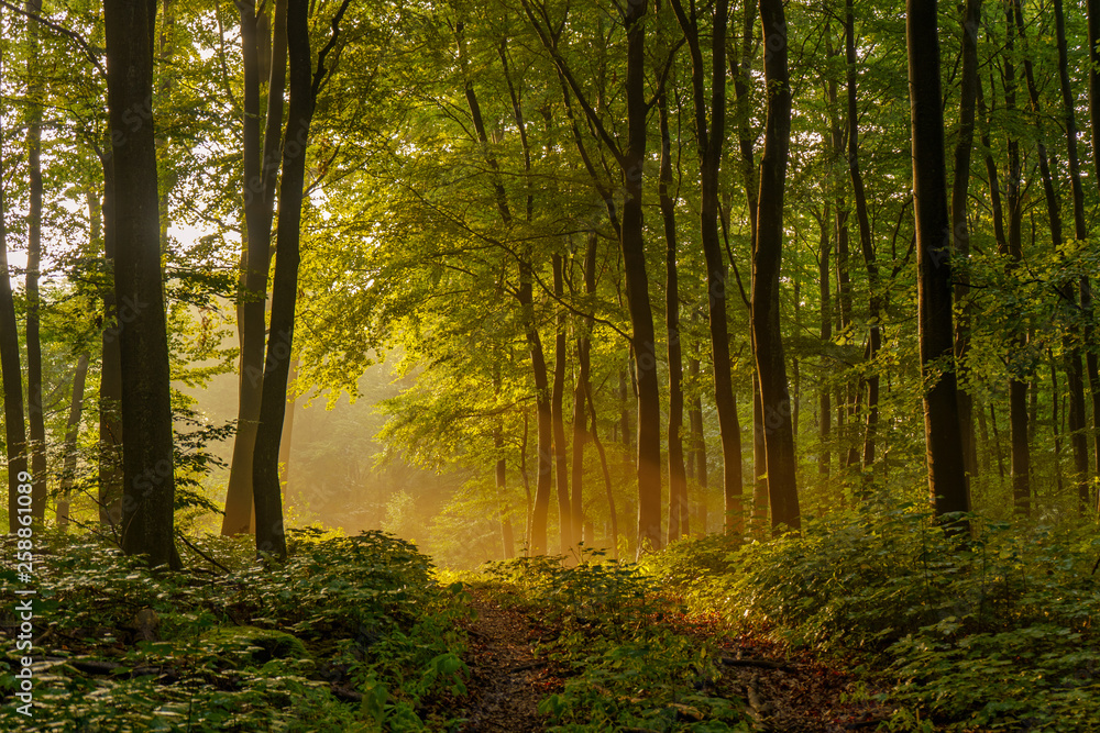 Beautiful, mysterious sunset in the forest with sunbeams between the trees and many green plants in Sundern, Sauerland, Germany