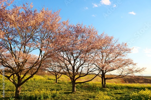 風景　春　さくら　菜の花　渡良瀬　とちぎ © green7