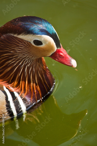 Mandarinente (Aix galericulata) photo