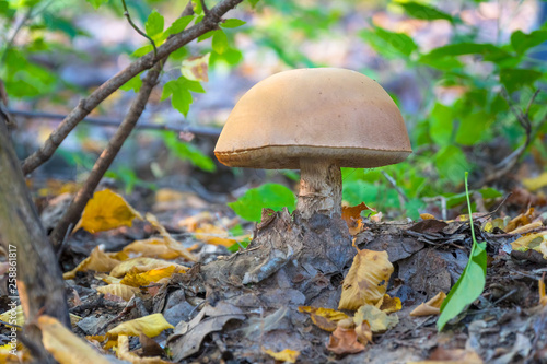 Mushroom boletus in the forest