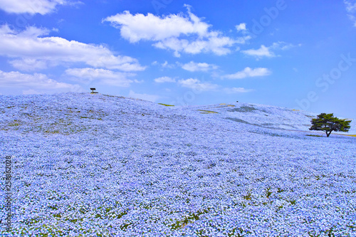 満開のネモフィラが咲く丘