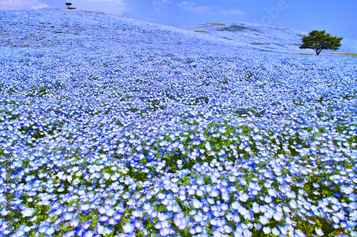 満開のネモフィラが咲く丘
