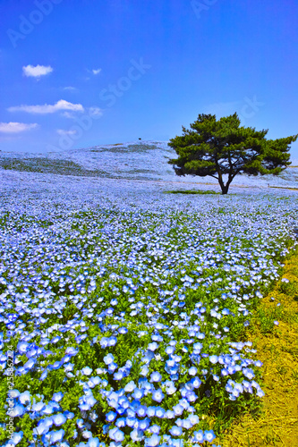 満開のネモフィラが咲く丘