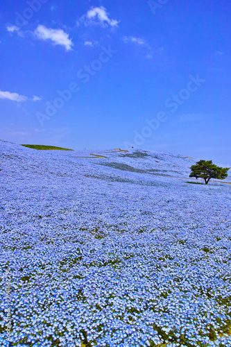 満開のネモフィラが咲く丘