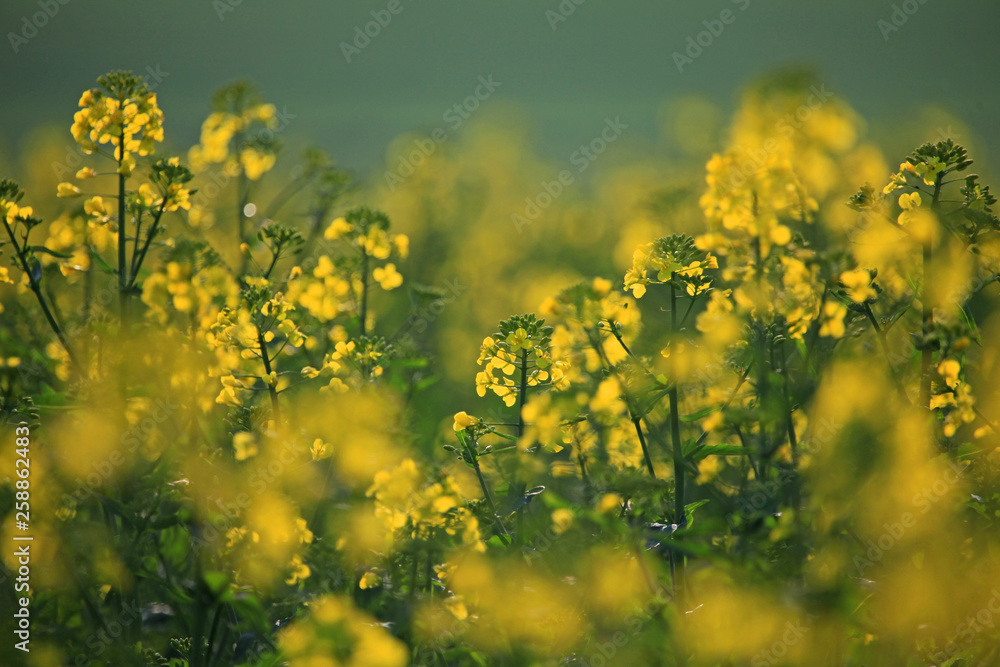 Obraz premium Pole rzepaku i kwiaty