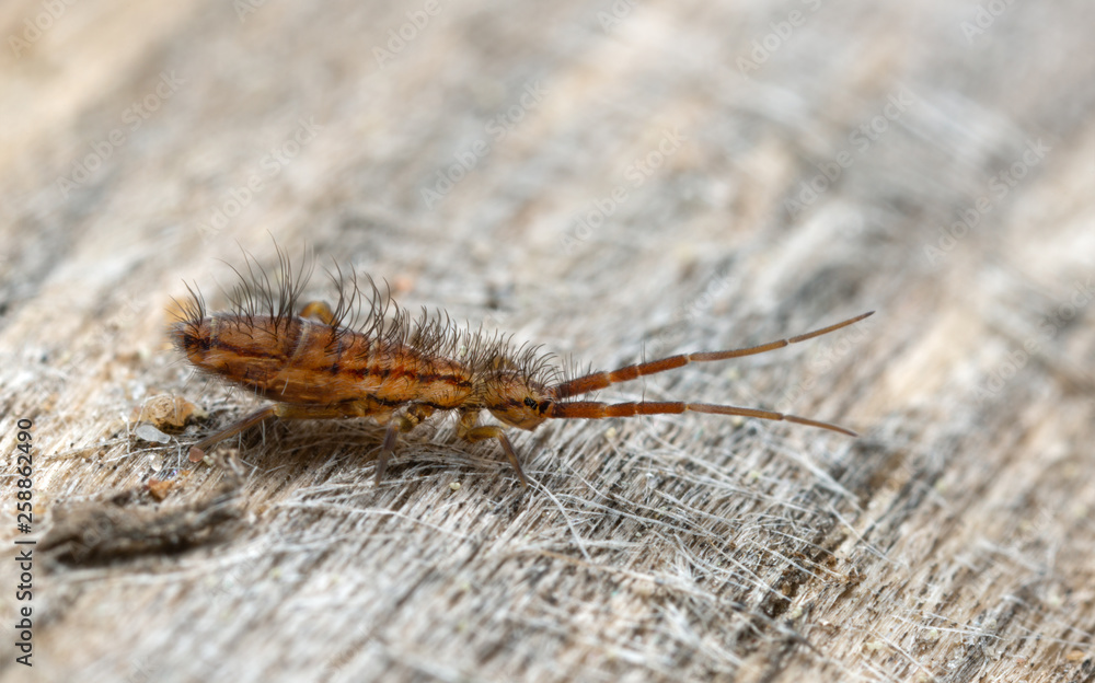 Slender springtail, Orchesella flavescens on wood Slender springtail, Orchesella flavescens on wood