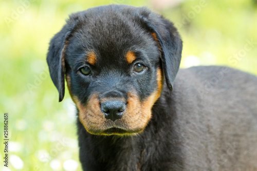 Kleiner Rottweiler Welpe Rottweilerwelpe