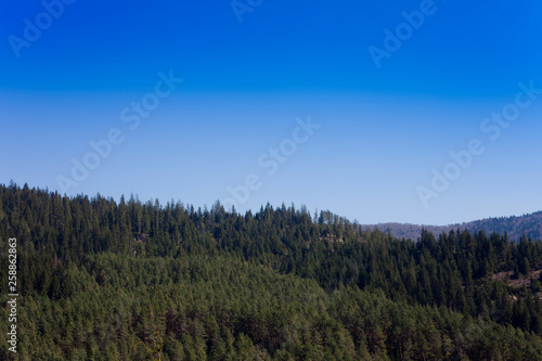 green forest and clear blue sky