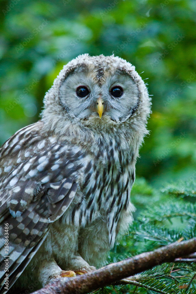 Habichtskauz oder Uralkauz (Strix uralensis) Habichtskauz oder Uralkauz (Strix uralensis)