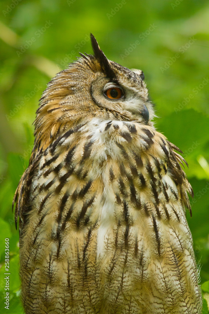 Uhu (Bubo bubo) Uhu (Bubo bubo)