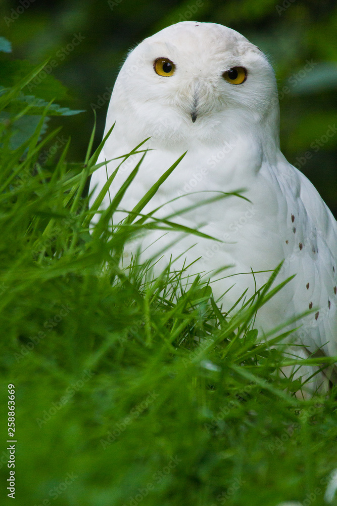 Obraz premium Schnee-Eule (Bubo scandiacus)