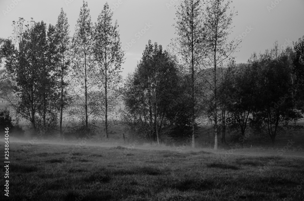 Fototapeta premium Foggy meadow on a cold autumn evening