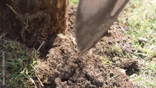 Wallpaper Mural Shoveling dirt around wood stump. Installing a wood stump seat. Torontodigital.ca