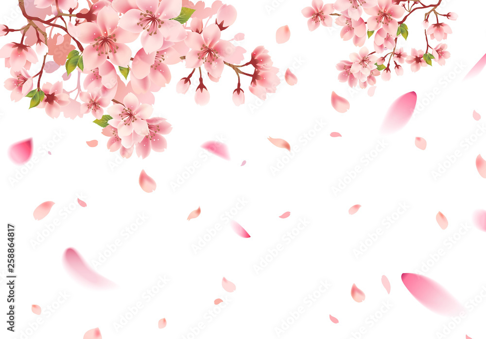 Cherry blossom sakura in springtime on white background