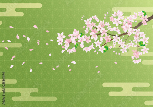 Cherry blossom sakura on Japanese matcha background