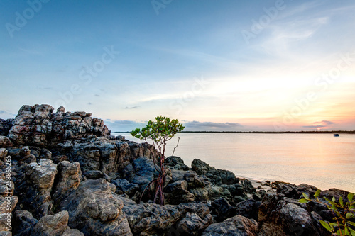 Mangrove sapling growing out of the rocks at Honeymoon Bay Kalumburu