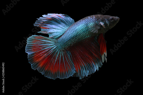 Color full beta fish on black background