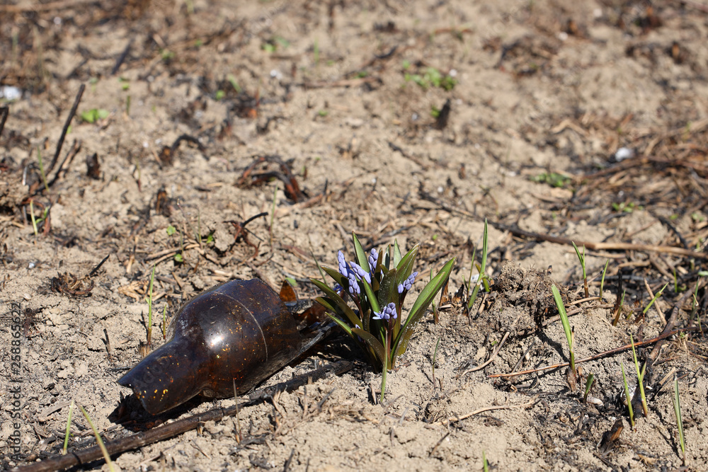 Spring flower blue coloring sprouted on burnt ground after pazhara near the discarded bottle. The consequences of fire for nature. New life is reborn in the past. Flora after an environmental disaster
