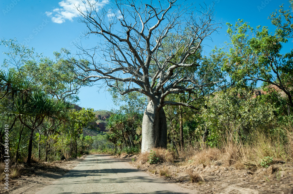 Boab tree along the Gibb River Road in outback Australia Boab tree along the Gibb River Road in outback Australia