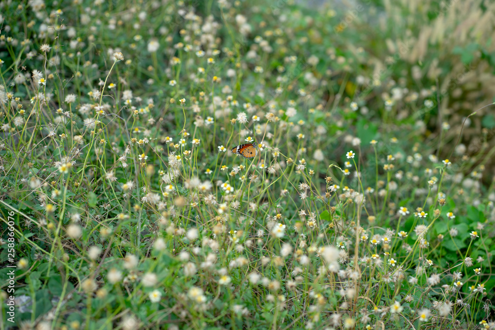 white flowers in the grass