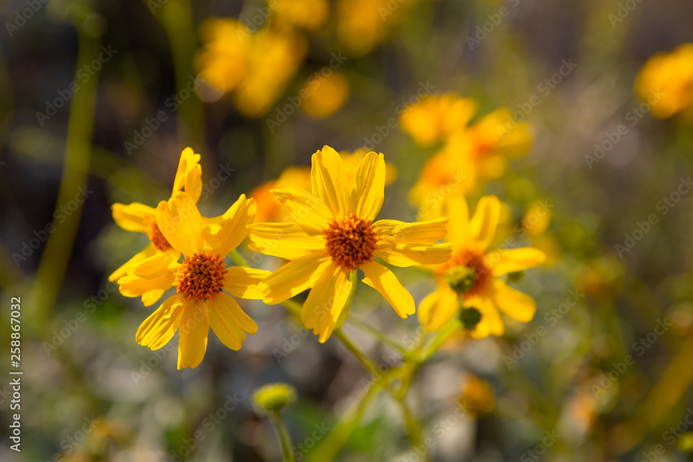 With the arrival of spring, colorful and delicate wildflowers litter the desert floor of the Sonoran desert in south west United States, adding to the desert wilderness beauty With the arrival of spring, colorful and delicate wildflowers litter the desert floor of the Sonoran desert in south west United States, adding to the desert wilderness beauty