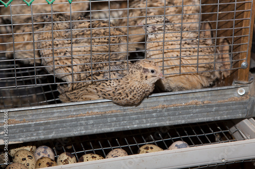 quail in a cage, eats the food and lays eggs