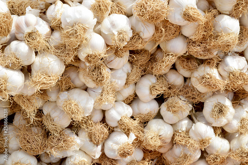 pile of garlic on white background