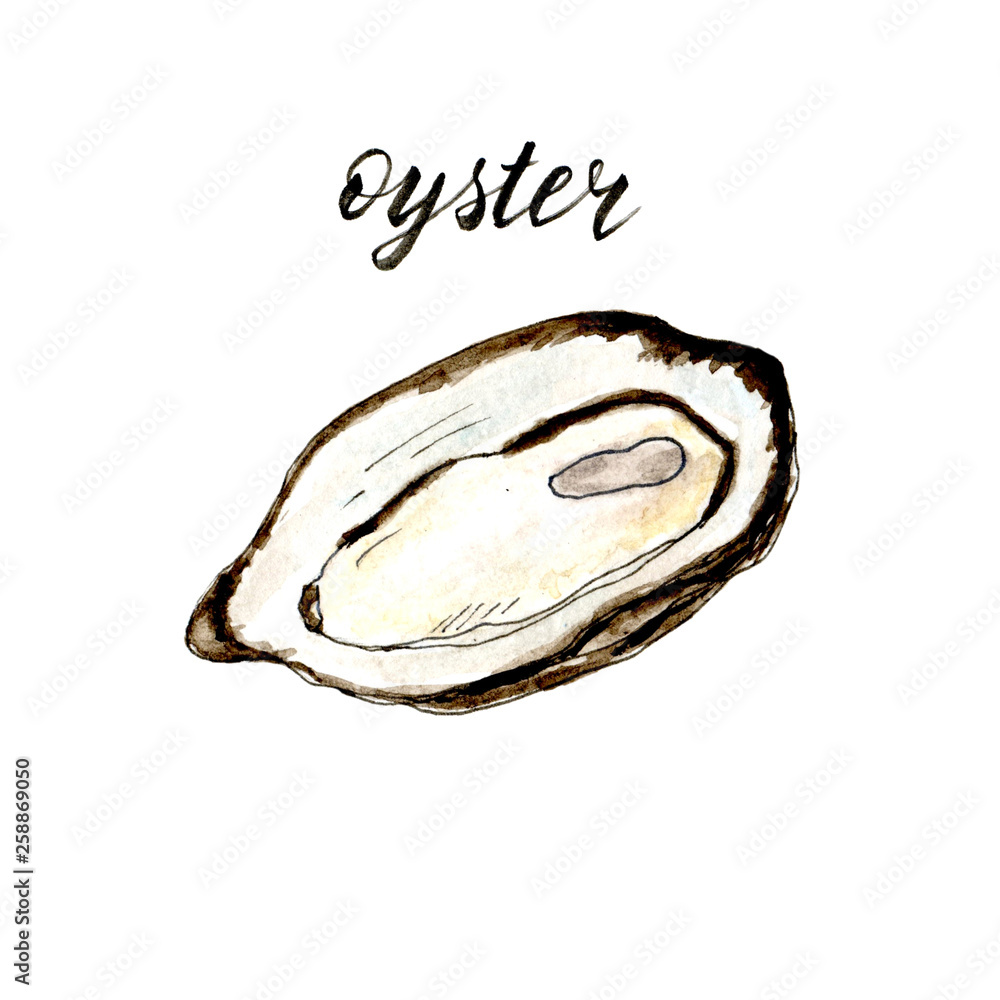 Obraz premium Oyster. Hand drawn watercolor oyster. Seafood and fish restaurant menu. Isolated raster illustration. 