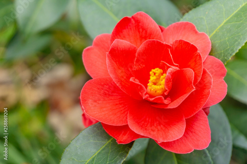 Rote Kamelie Freedom Bell (Camellia japonica) im März. Blühende rote Kamelie im Frühling. Nahaufnahme einer roten Kamelienblüte.