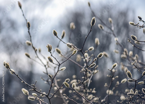 Magnolia tree branch with full of buds in vintage toned effect. Nature background. Shallow depth of field.