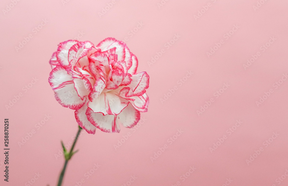 카네이션 꽃 배경 스톡 사진 | Adobe Stock