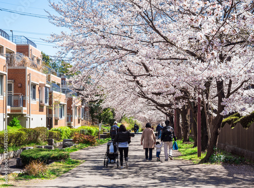 住宅街の桜並木