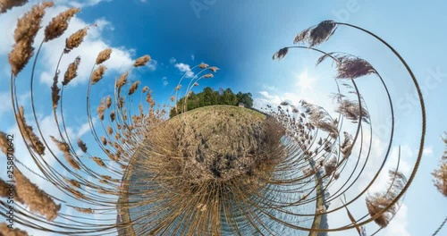 NO VR. Little planet Transformation with curvature of space. full flyby panorama with rise up into the sky on thickets of reeds near wide lake in sunny day