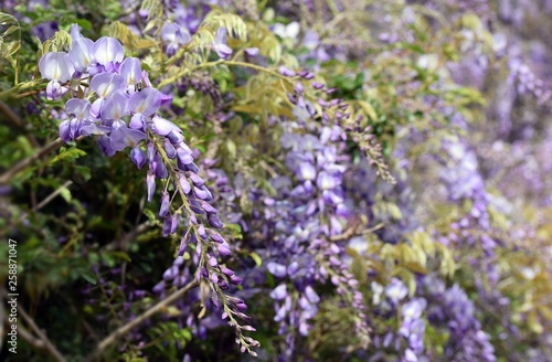 Wisteria violet outdoor.Wisteria purple flowers on a natural background.Wisteria purple brush colors 