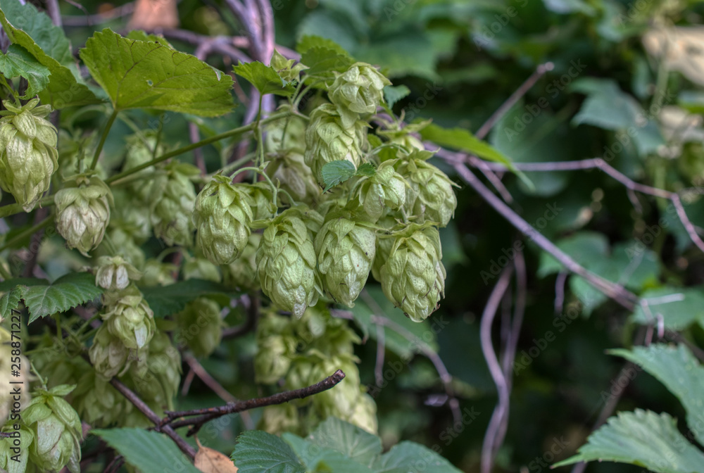 Hop cones, close-up shot. Agricultural plant used in the brewing industry Hop cones, close-up shot. Agricultural plant used in the brewing industry