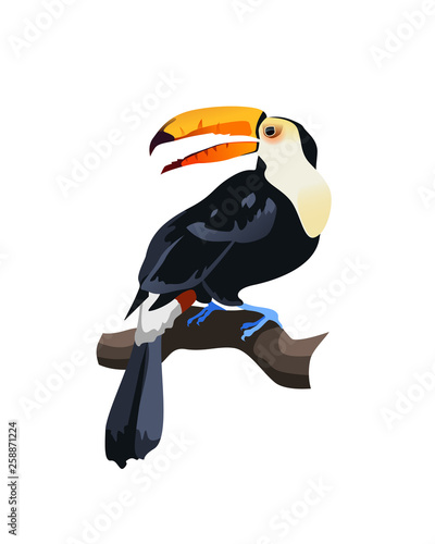 tropical bird isolated