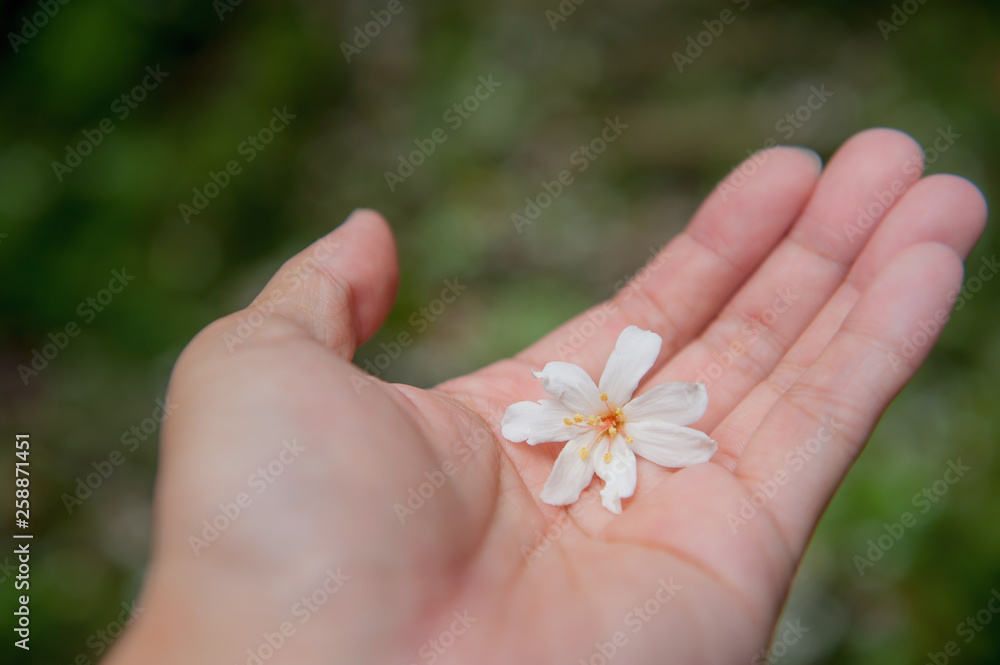 White tung flower on hand, Beautiful white tung tree flower, Like the snow floating on the ground in May White tung flower on hand, Beautiful white tung tree flower, Like the snow floating on the ground in May
