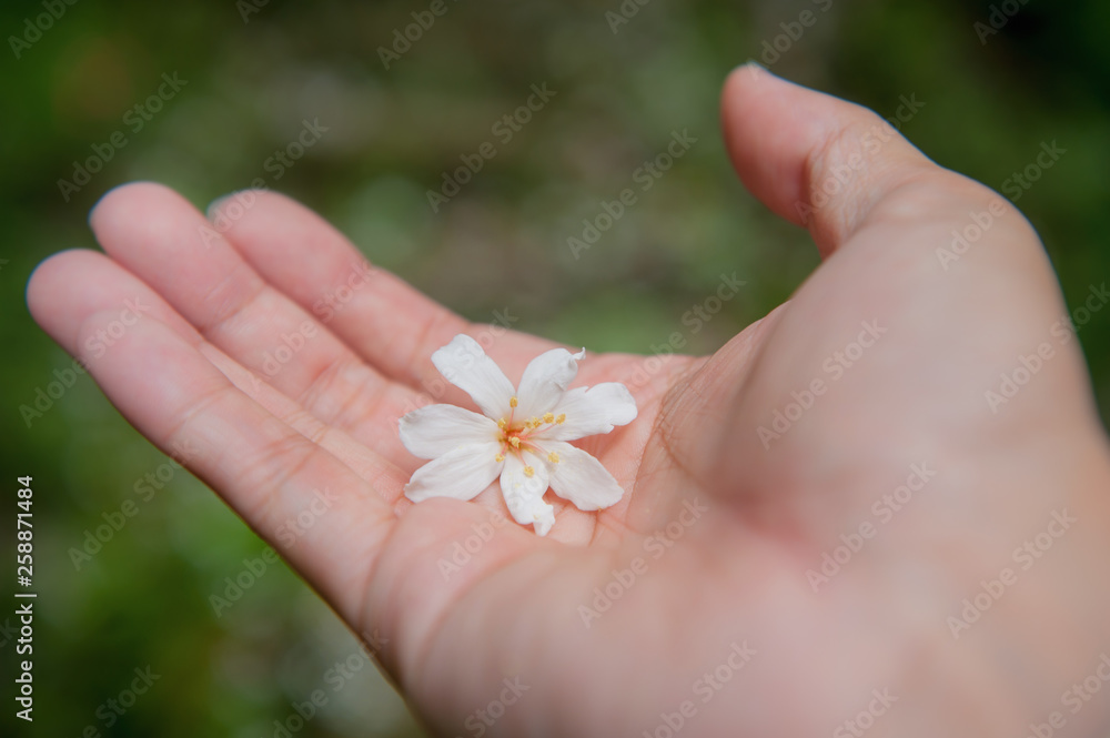 White tung flower on hand, Beautiful white tung tree flower, Like the snow floating on the ground in May