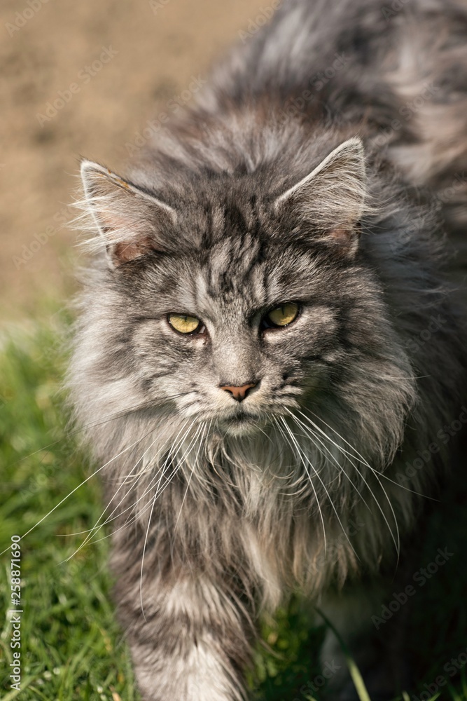 adult male maine coon cat