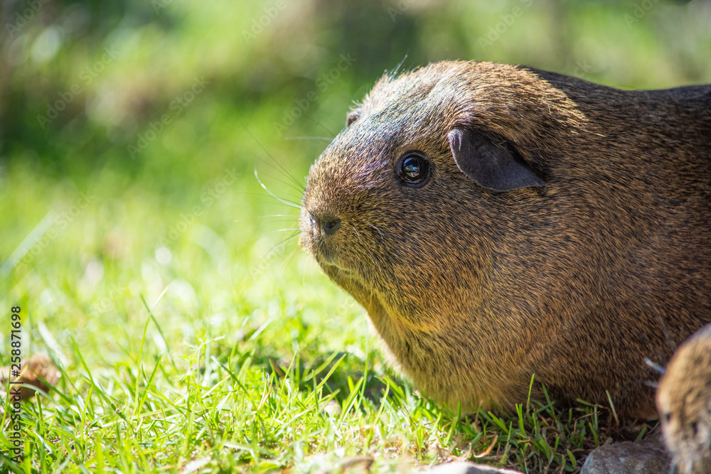 Meerschweinchen Meerschweinchen
