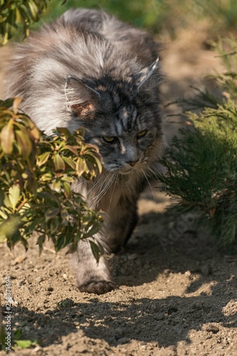 adult male maine coon cat