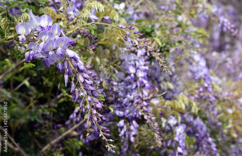 Wisteria violet outdoor.Wisteria purple flowers on a natural background.Wisteria purple brush colors 