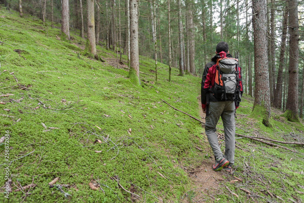 A trekker walking solo among the forest in a cloudy day A trekker walking solo among the forest in a cloudy day