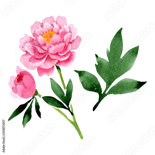 Pink peony floral botanical flowers. Watercolor background illustration set. Isolated peonies illustration element.