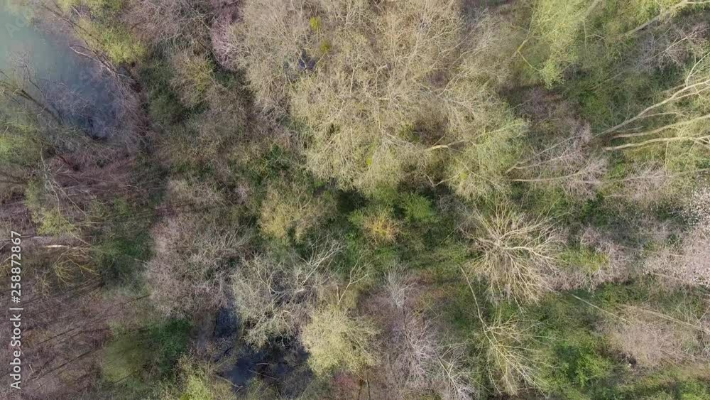 Baie et forêt en drone Baie et forêt en drone