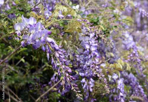 Wisteria violet outdoor.Wisteria purple flowers on a natural background.Wisteria purple brush colors 