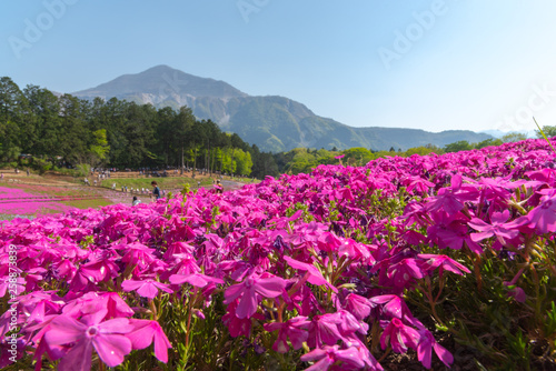 View of Pink moss (Shibazakura, Phlox subulata) flower at Hitsujiyama Park. The hills are filled with pink, red, blue, white flowers. Shibazakura festival in Chichibu city, Saitama Prefecture, Japan.