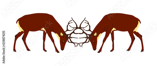 Deer battle vector illustration isolated on white background. Reindeer, proud Noble Deer male in forest, zoo. Powerful buck with huge neck and antlers. Red deer fighting for female. Struggle in forest