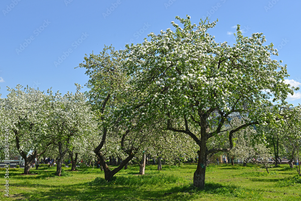 Obraz premium Beautiful Blooming apple orchard in Moscow. Spring