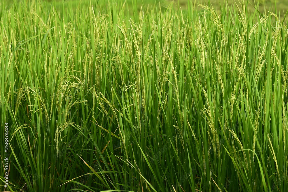 close up of ripening rice in a paddy field close up of ripening rice in a paddy field